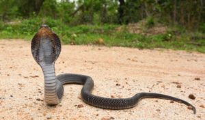 The Cobra Effect --  Lessons in Unintended Consequences